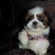 sierra's babies 7 weeks old 059